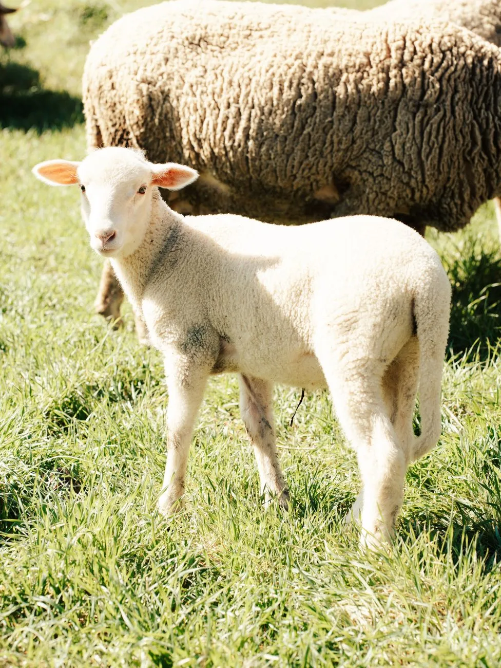 Un cordero joven se encuentra en un pasto soleado, evocando una sensación de vida serena en el campo.