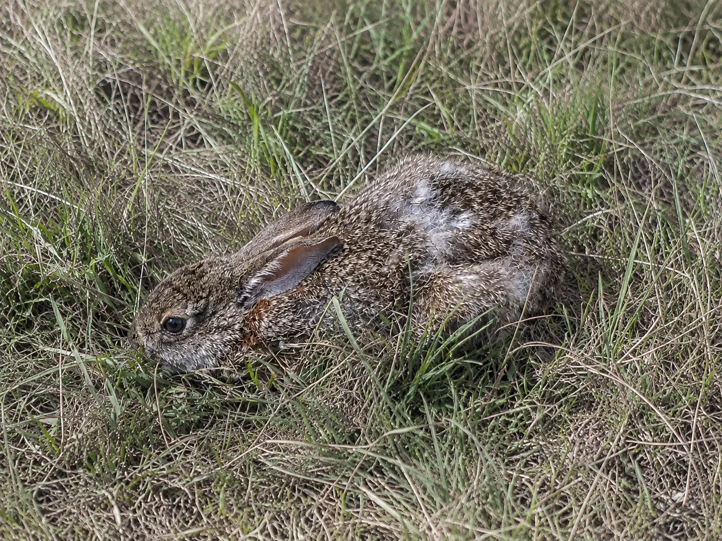 1 Reubicación fauna